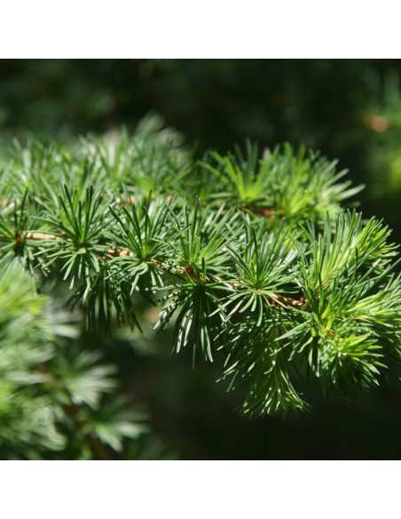 Globus Larix decidua Modrzew europejski