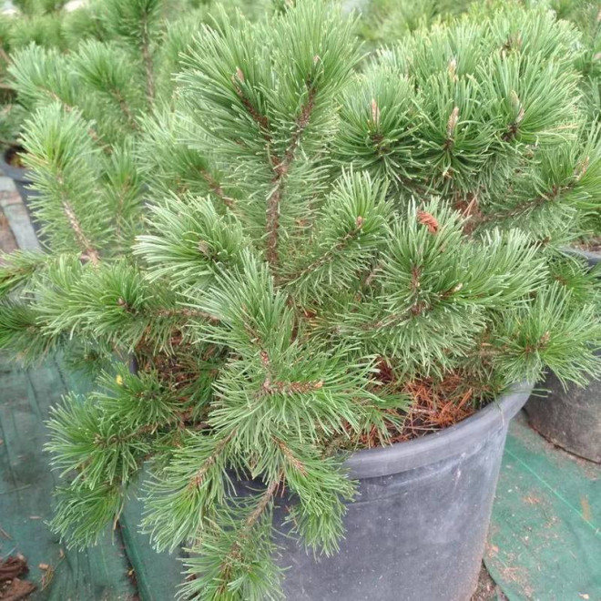 Modrzew europejski Globus Larix decidua