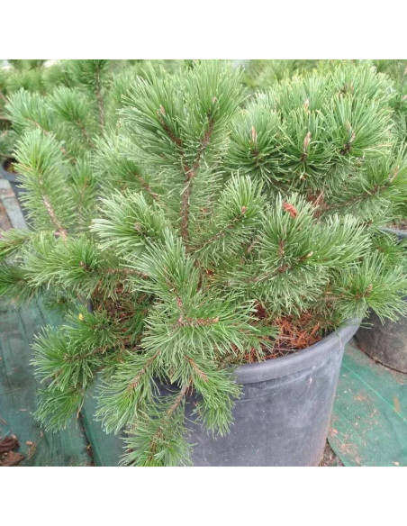 Modrzew europejski Globus Larix decidua