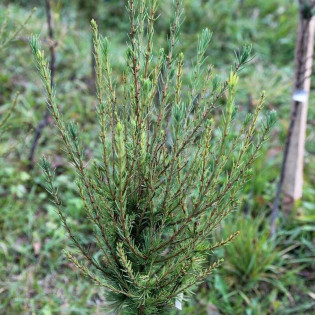 Fastigiata Larix decidua Modrzew europejski