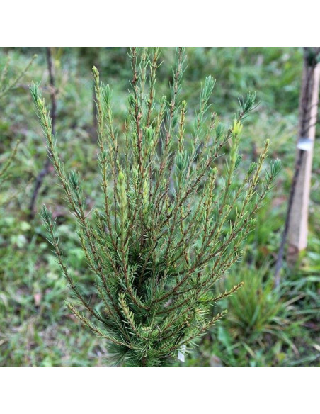 Fastigiata Larix decidua Modrzew europejski