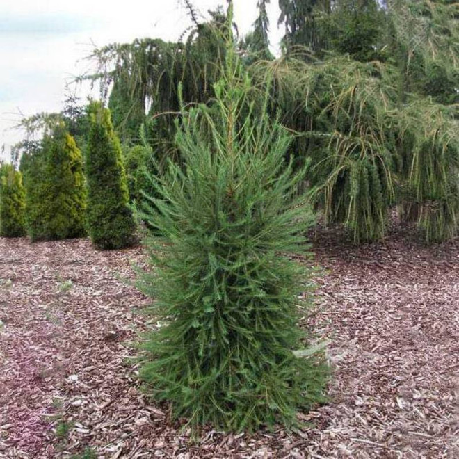 Modrzew europejski Fastigiata Larix decidua