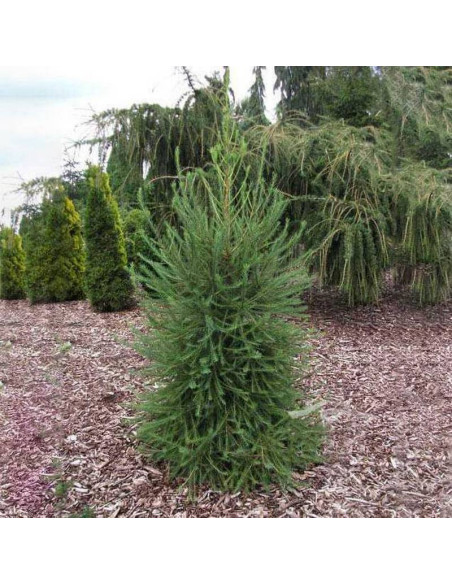 Modrzew europejski Fastigiata Larix decidua