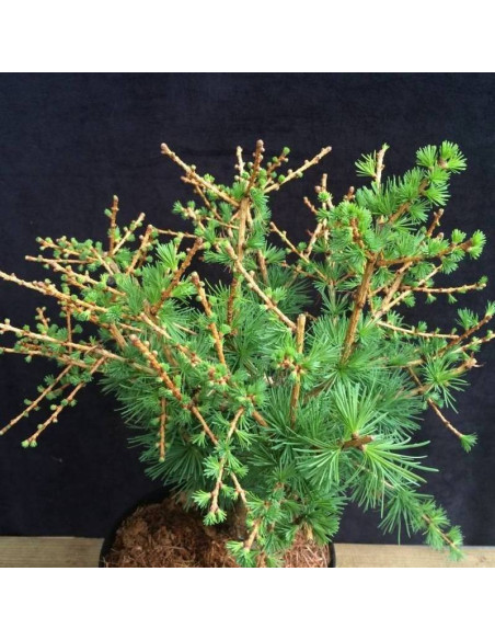 Modrzew europejski Corley Larix decidua