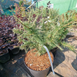 Modrzew europejski Corley Larix decidua 2