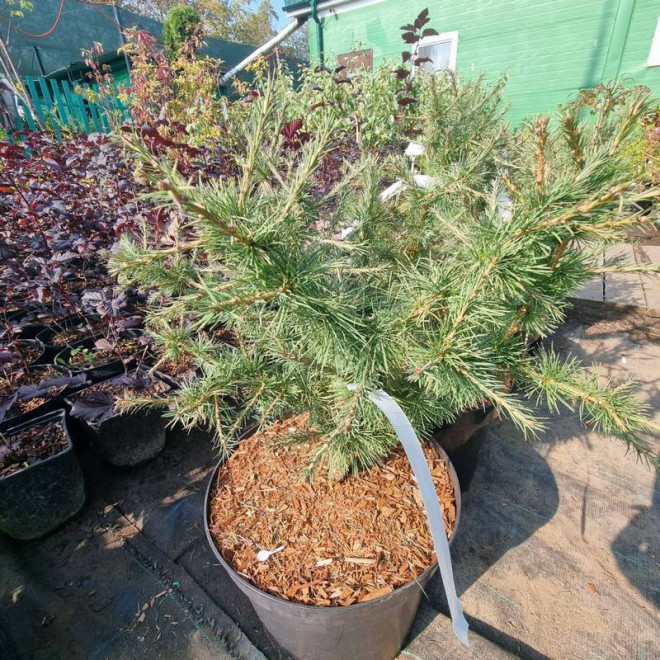 europejski Corley Larix decidua Modrzew