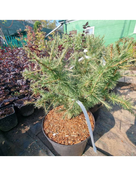 europejski Corley Larix decidua Modrzew