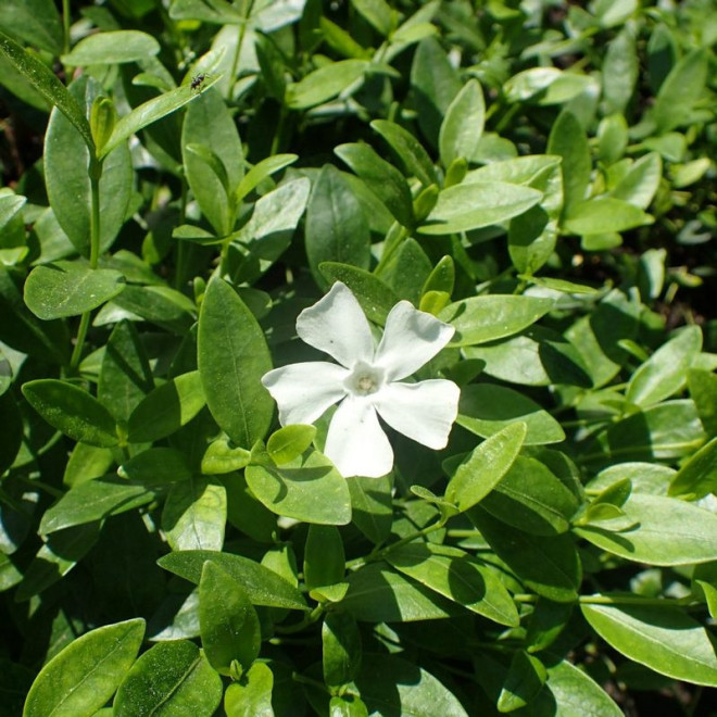 Barwinek pospolity Alba Vinca minor