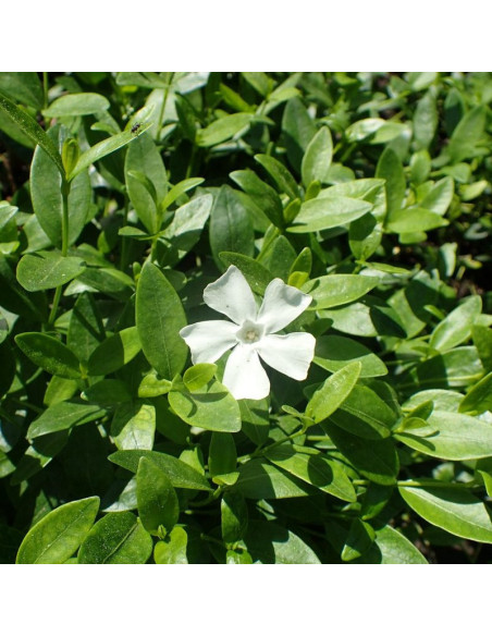 Barwinek pospolity Alba Vinca minor