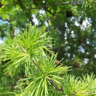 Compacta Larix decidua Modrzew europejski