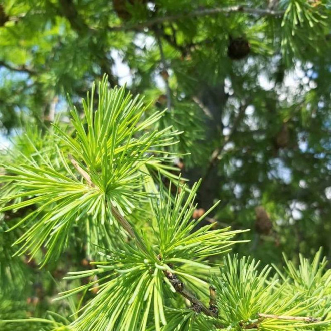 Compacta Larix decidua Modrzew europejski