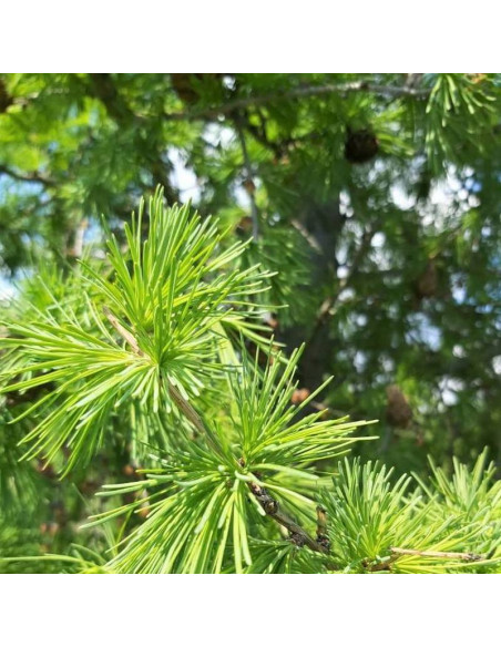 Compacta Larix decidua Modrzew europejski