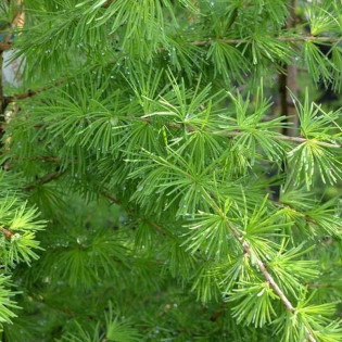 Compacta Larix decidua Modrzew europejski 2