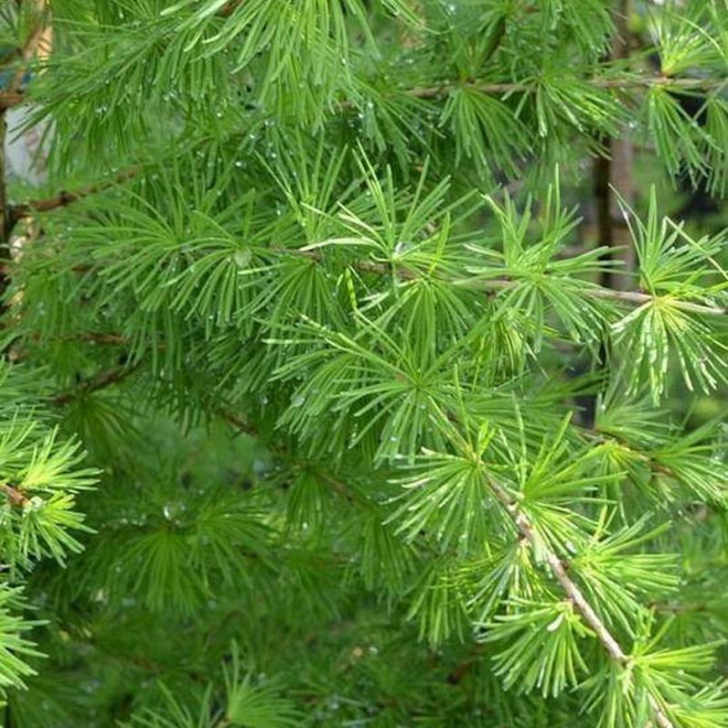 Modrzew europejski Compacta Larix decidua