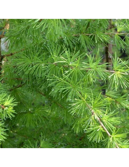 Modrzew europejski Compacta Larix decidua