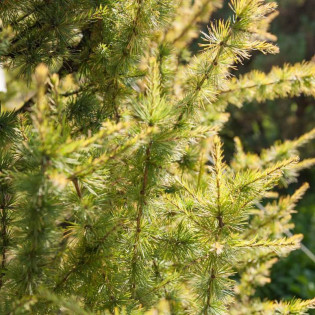 Modrzew europejski Čížovice Larix decidua