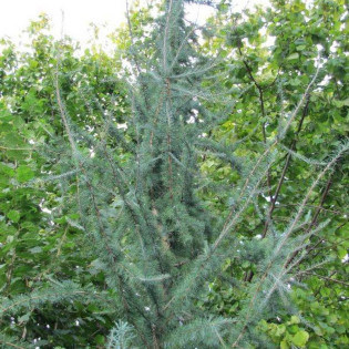 Modrzew amerykański Pyramidalis Argentea Larix laricina
