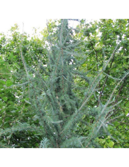 Modrzew amerykański Pyramidalis Argentea Larix laricina