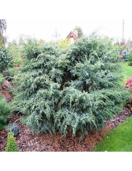 Pyramidalis Argentea Larix laricina Modrzew amerykański