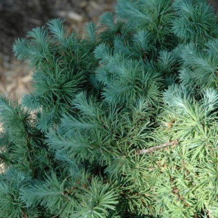 Wolterdingen Larix kaempferi Modrzew japoński