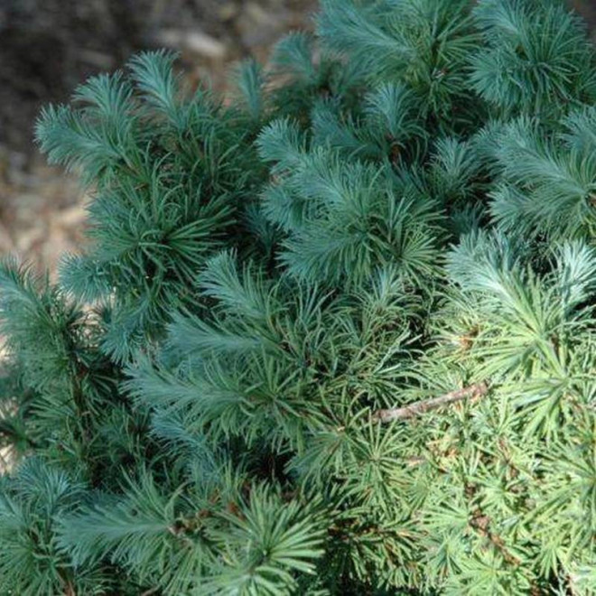 Wolterdingen Larix kaempferi Modrzew japoński