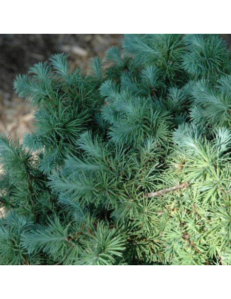 Wolterdingen Larix kaempferi Modrzew japoński