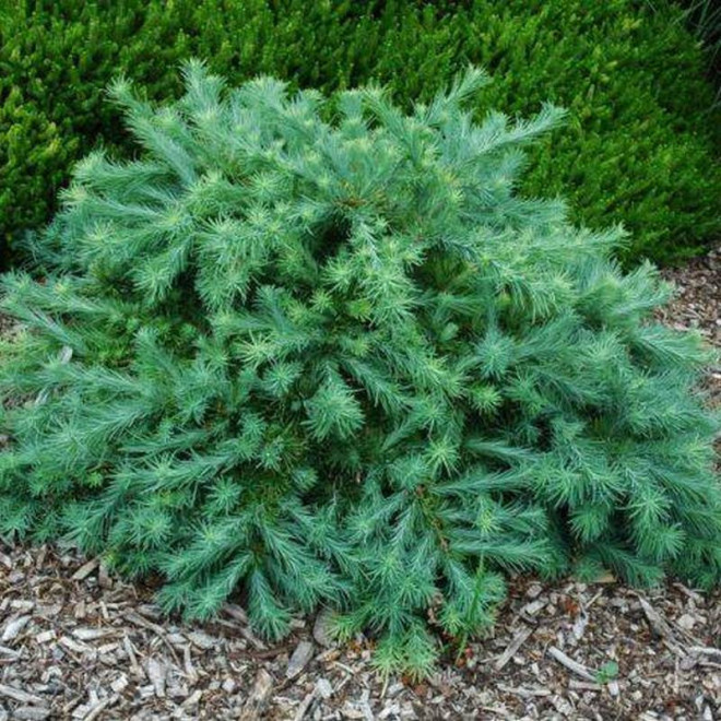 Modrzew japoński Wolterdingen Larix kaempferi