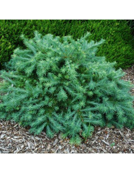 Modrzew japoński Wolterdingen Larix kaempferi