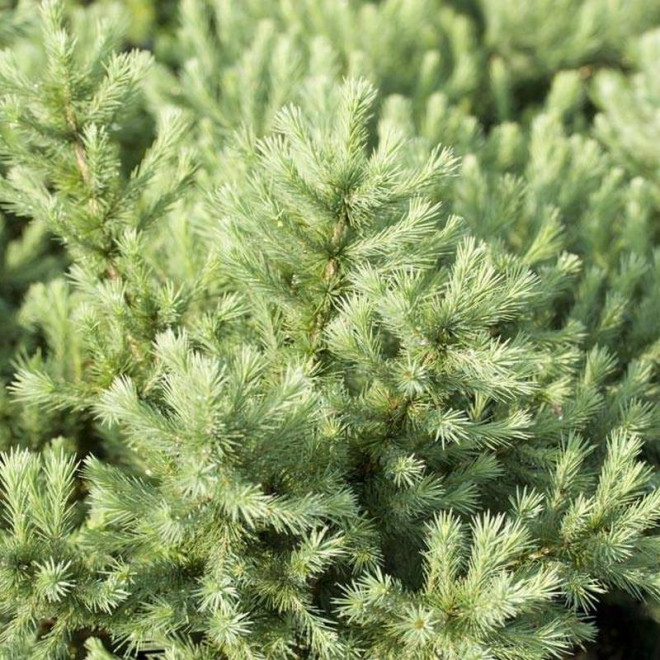 Modrzew japoński Larix kaempferi Wolterdingen