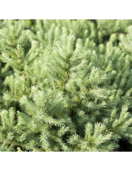 Modrzew japoński Larix kaempferi Wolterdingen