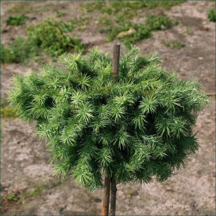 Modrzew europejski Wehlen Larix kaempferi