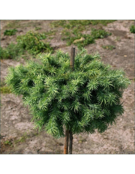 Modrzew europejski Wehlen Larix kaempferi