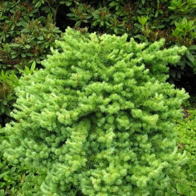 Wehlen Larix kaempferi Modrzew europejski