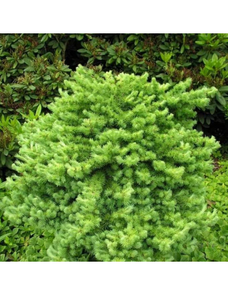 Wehlen Larix kaempferi Modrzew europejski