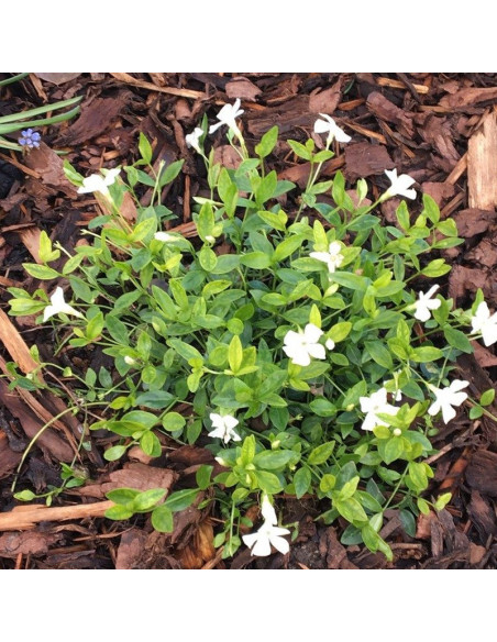 Alba Barwinek pospolity Vinca minor