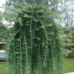 Modrzew japoński Stiff Weeper Larix kaempferi