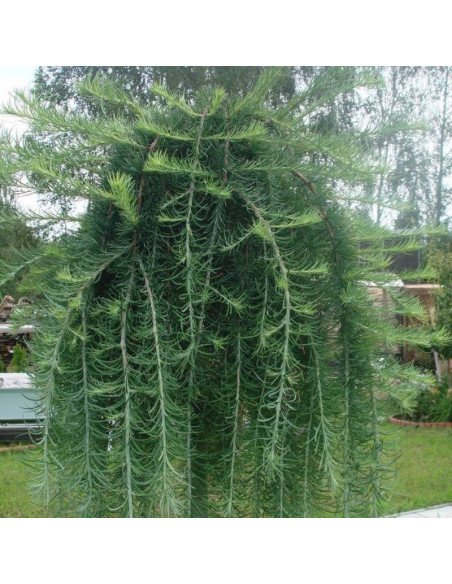 Modrzew japoński Stiff Weeper Larix kaempferi