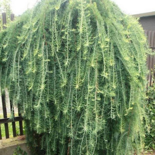 Modrzew japoński Stiff Weeper Larix kaempferi 2