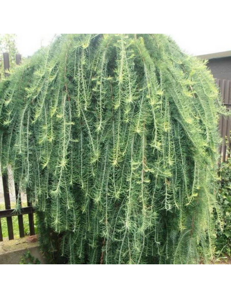 Stiff Weeper Larix kaempferi Modrzew japoński