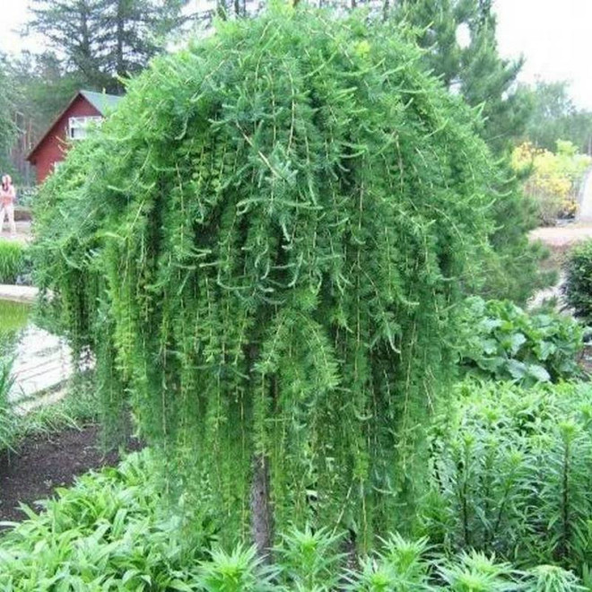Modrzew japoński Larix kaempferi Stiff Weeper