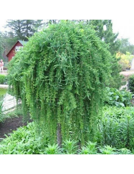 Modrzew japoński Larix kaempferi Stiff Weeper