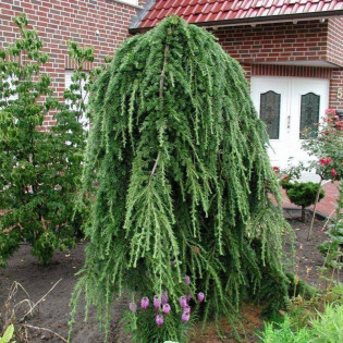 Modrzew japoński Pendula Larix kaempferi