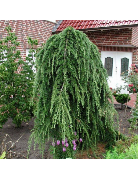 Modrzew japoński Pendula Larix kaempferi