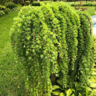 Modrzew japoński Pendula Larix kaempferi 2