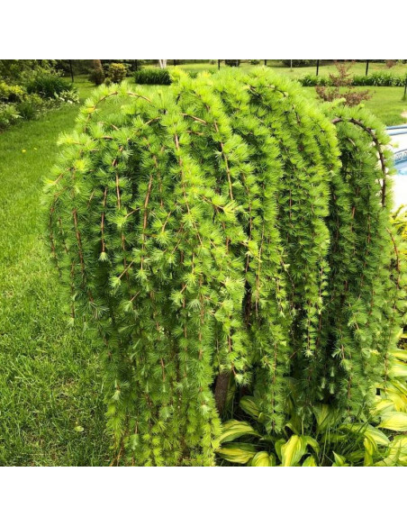 Pendula Larix kaempferi Modrzew japoński