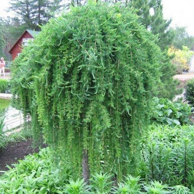 Modrzew japoński Larix kaempferi Pendula