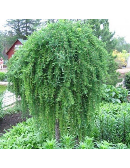 Modrzew japoński Larix kaempferi Pendula