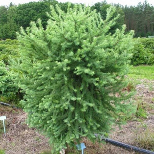 Modrzew japoński Nattebruch Larix kaempferi