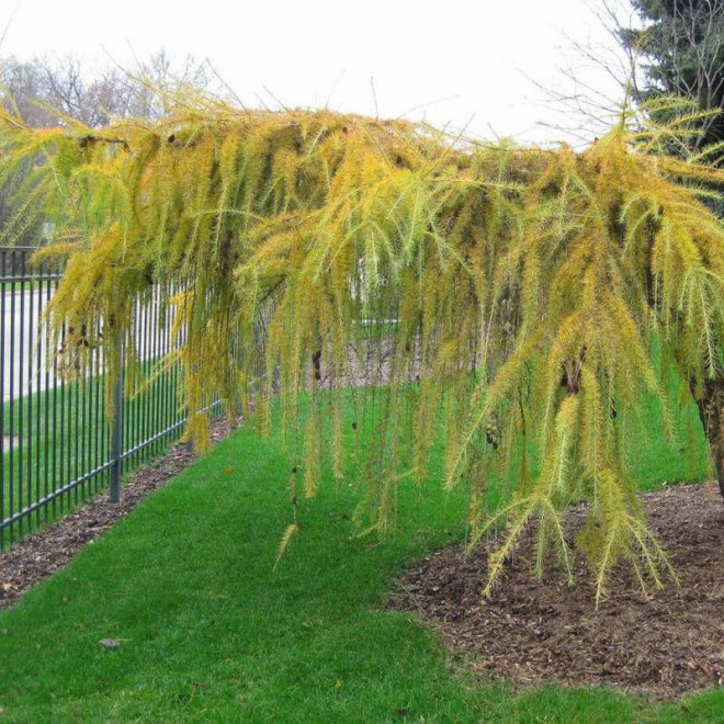 Mazanek Larix kaempferi Modrzew japoński