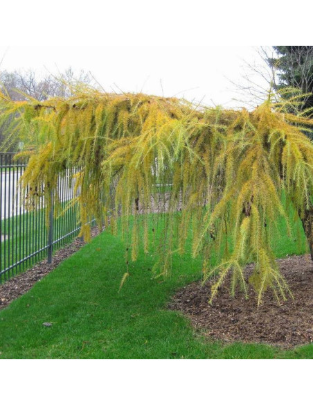 Mazanek Larix kaempferi Modrzew japoński